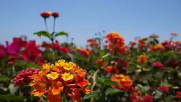 Lantana At Bluff Park Long Beach CA